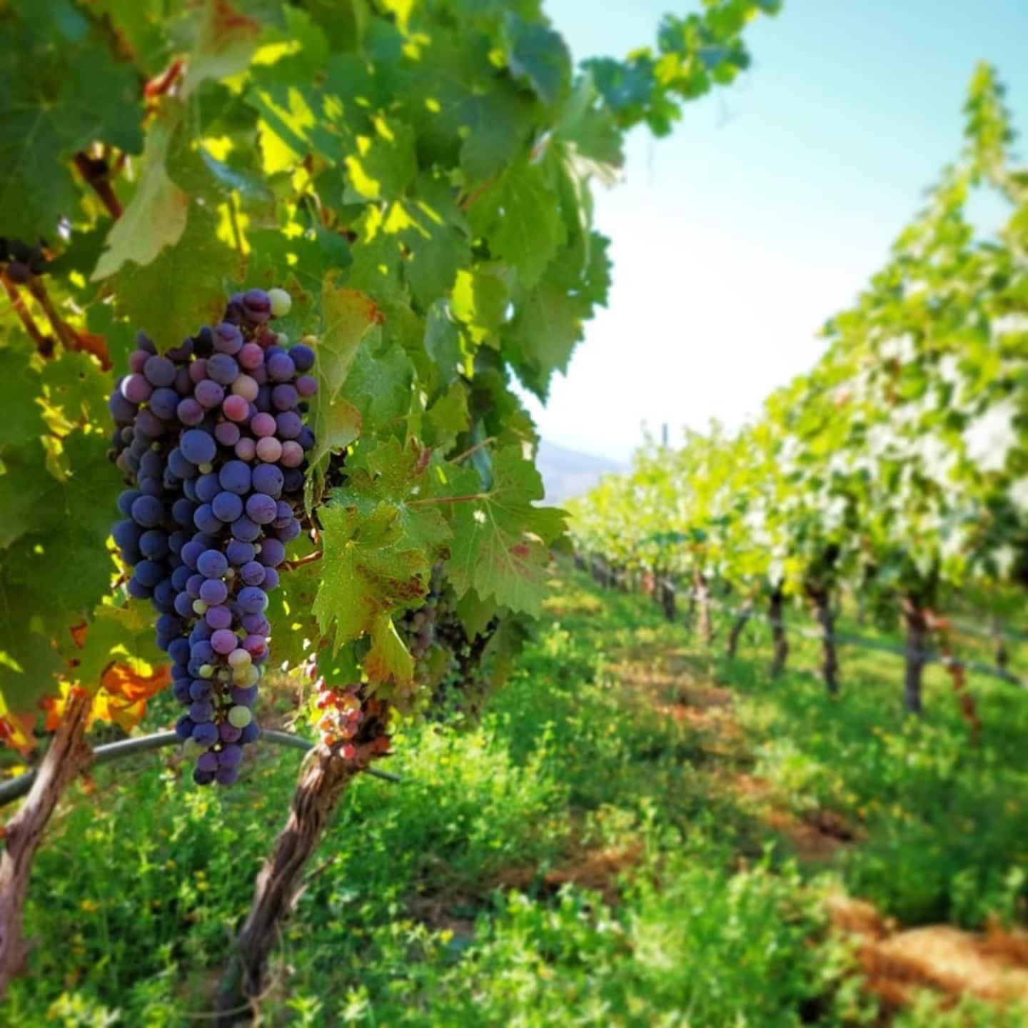 Vina Lof - Maipo Valley Bed & Breakfast In Winery Paine Dış mekan fotoğraf